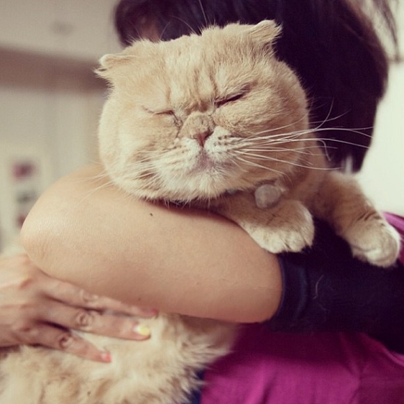 Thanh niên nghiêm túc,Trào lưu giới trẻ,Ba chú mèo nghiêm túc