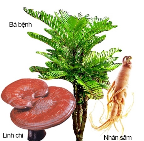sinh lực đàn ông,tình dục tuổi 40,U40 cây bá bệnh,linh chi,nhân sâm,U40,Malaysia