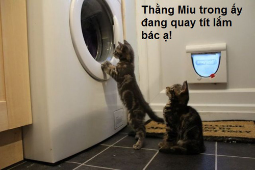 ảnh vui,ảnh chế,hài hước,ảnh tếu,ảnh hài hước