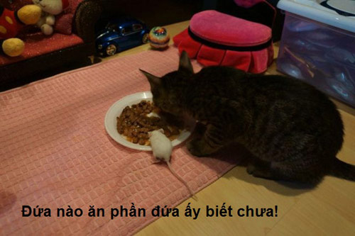 ảnh vui,ảnh chế,hài hước,ảnh tếu,ảnh hài hước