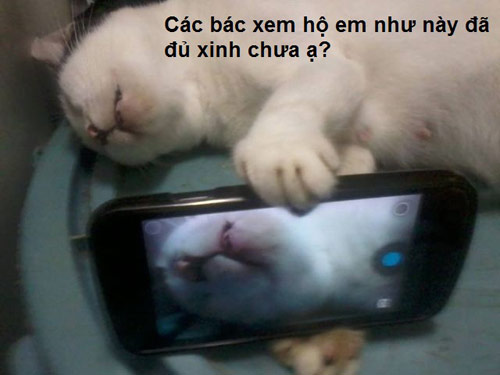 ảnh vui,ảnh chế,hài hước,ảnh tếu,ảnh hài hước