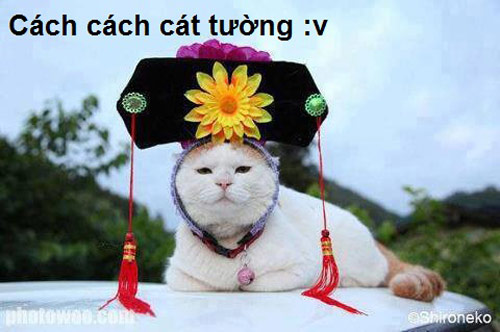 ảnh vui,ảnh chế,hài hước,ảnh tếu,ảnh hài hước