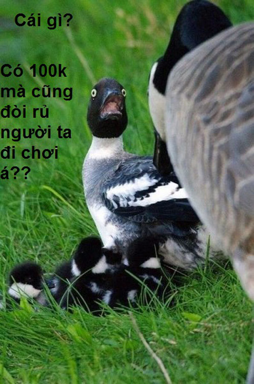 ảnh vui,ảnh chế,hài hước,ảnh tếu,ảnh hài hước