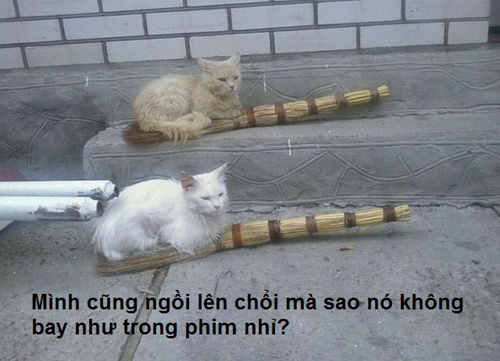 ảnh vui,ảnh chế,hài hước,ảnh tếu,ảnh hài hước