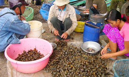ốc bươu trộn kiểu Thái, công thức ốc bươu trộn kiểu Thái, món ngon từ ốc bươu