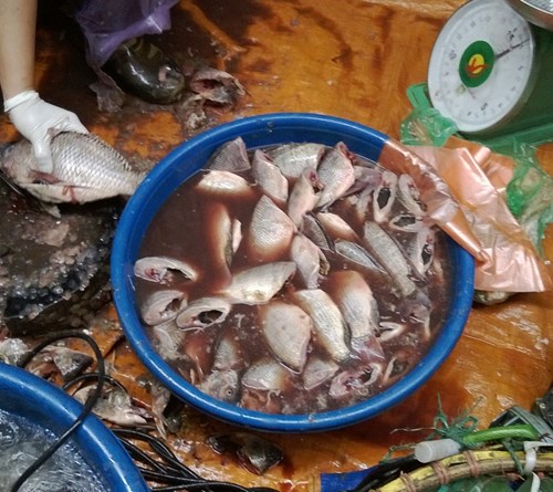 cá ươn,chợ đầu mối,vệ sinh an toàn thực phẩm,dịch vọng