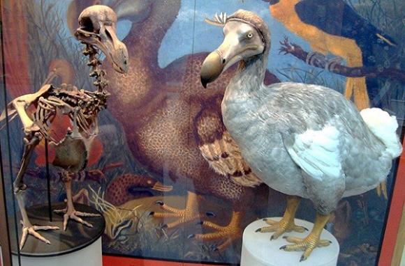 Ngựa nửa vằn,hổ có túi,hươu có bộ gạc khổng lồ,bò rừng cao 2m