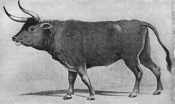 Ngựa nửa vằn,hổ có túi,hươu có bộ gạc khổng lồ,bò rừng cao 2m