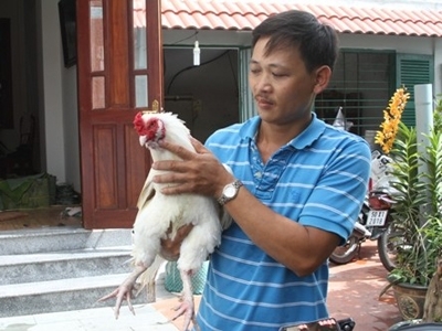 Quà tết,Gà độc,Gà đông tảo,gà 9 cựa