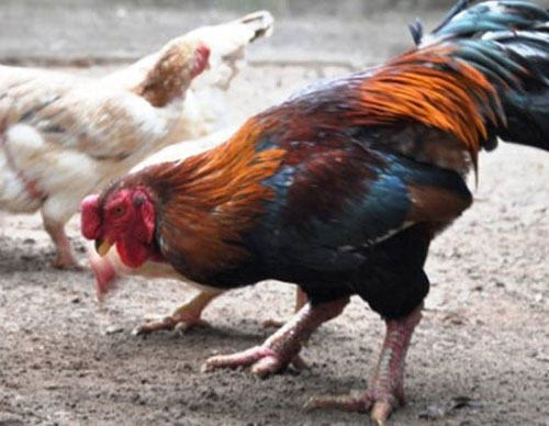 Quà tết,Gà độc,Gà đông tảo,gà 9 cựa