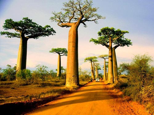 Đại lộ bao báp,Madagascar,Địa danh đẹp,Top địa danh du lịch