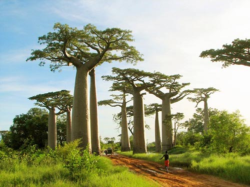 Đại lộ bao báp,Madagascar,Địa danh đẹp,Top địa danh du lịch