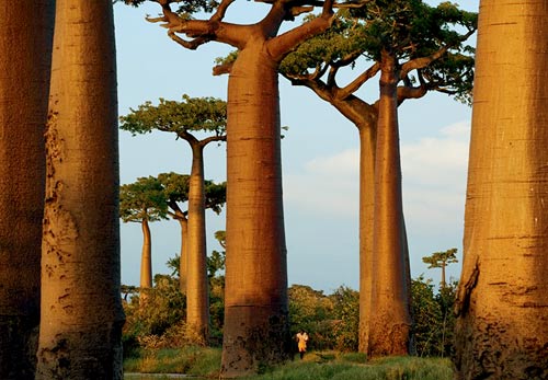 Đại lộ bao báp,Madagascar,Địa danh đẹp,Top địa danh du lịch
