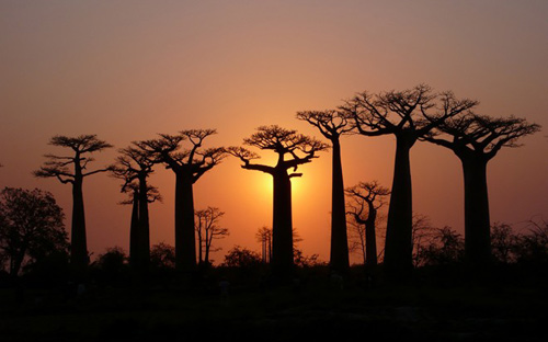 Đại lộ bao báp,Madagascar,Địa danh đẹp,Top địa danh du lịch