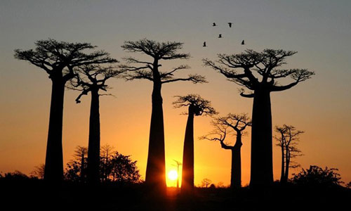 Đại lộ bao báp,Madagascar,Địa danh đẹp,Top địa danh du lịch