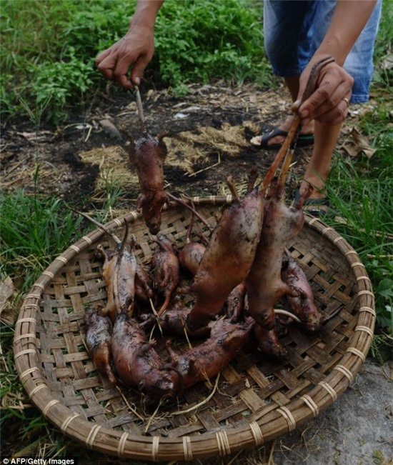 Thịt Chuột,Chuột nướng đan phượng,Đặc sản việt nam