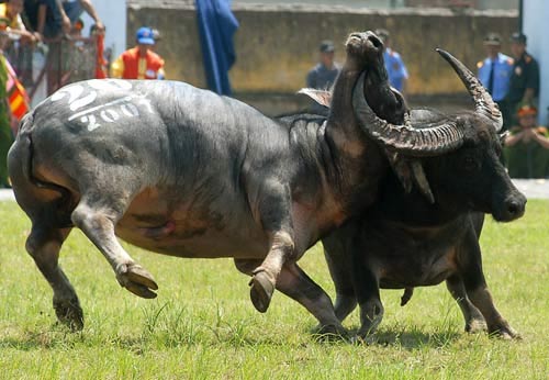 Chuyện lạ,Phong tục việt nam,Phong tục kỳ quặc