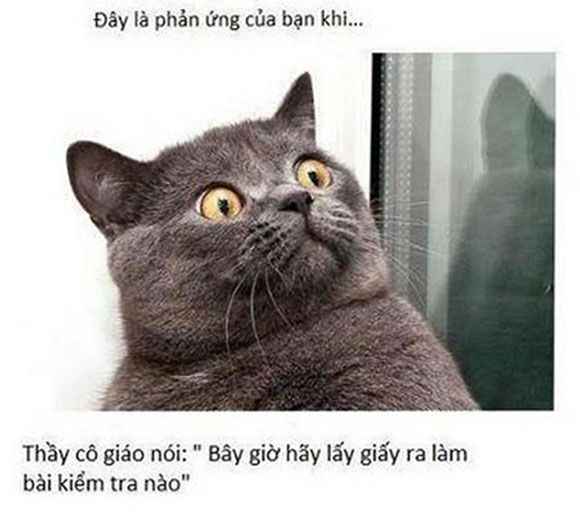Chết cười với ảnh chế học đường