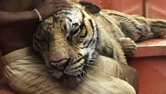 Kỹ xảo,Kỹ xảo điện ảnh,Life of Pi