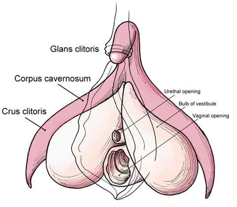 Tình yêu,tình dục,chuyện phòng the,quan hệ tình dục,chuyện ân ái,Vùng kín,cơ quan sinh dục nữ,Tam giác mật