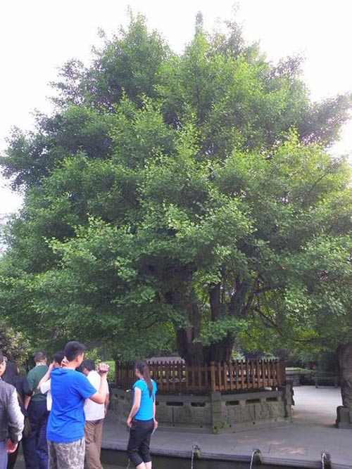 Tây Du Ký,Lục Tiểu Linh Đồng,Từ Thiếu Hoa,Mã Đức Hoa,Diêm Hoài Lễ,đạo diễn dương khiết
