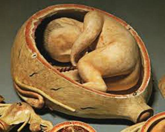 Chuyện lạ 4 phương,chuyện lạ thế giới,phi thường,Cách thử thai kỳ lạ