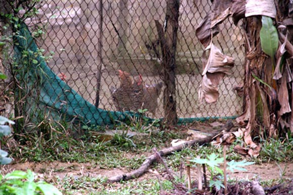 Hoài Linh,Phương Thanh,Quyền Linh,Mỹ Linh