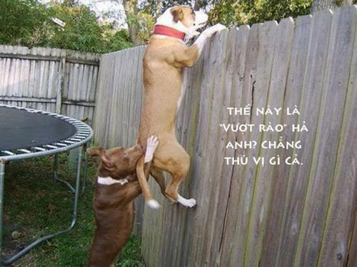 ảnh vui,ảnh chế,hài hước,ảnh tếu,ảnh hài hước,Ảnh cười động vật