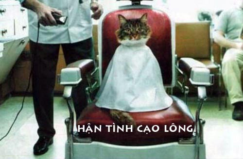 ảnh vui,ảnh chế,hài hước,ảnh tếu,ảnh hài hước,Ảnh cười động vật