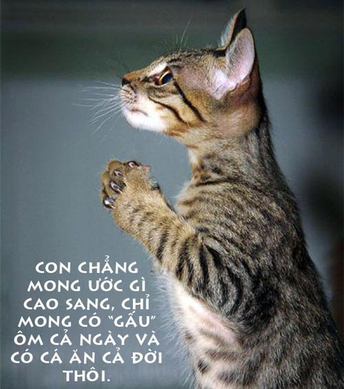 ảnh vui,ảnh chế,hài hước,ảnh tếu,ảnh hài hước,Ảnh cười động vật