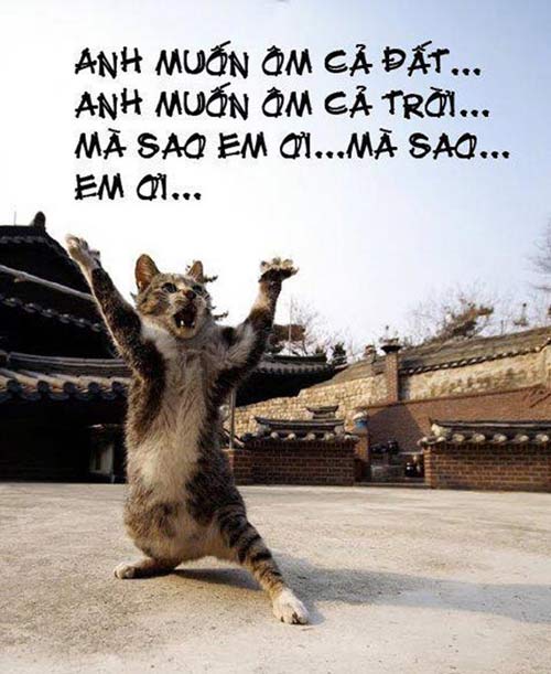 ảnh vui,ảnh chế,hài hước,ảnh tếu,ảnh hài hước,Ảnh cười động vật