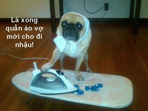 ảnh vui,ảnh chế,hài hước,ảnh tếu,ảnh hài hước,Ảnh cười động vật