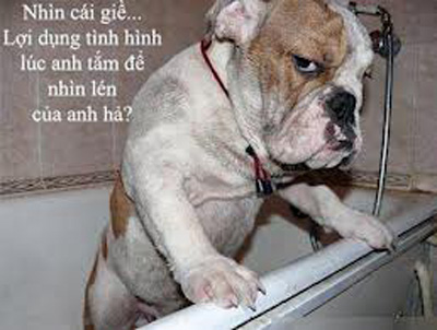 ảnh vui,ảnh chế,hài hước,ảnh tếu,ảnh hài hước,Ảnh cười động vật