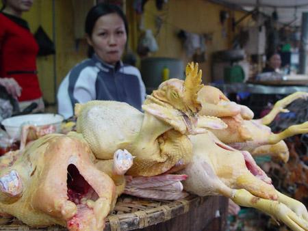 Thực phẩm bẩn,Thực phẩm chứa hóa chất,Vệ sinh an toàn thực phẩm,Gà chứa kháng sinh