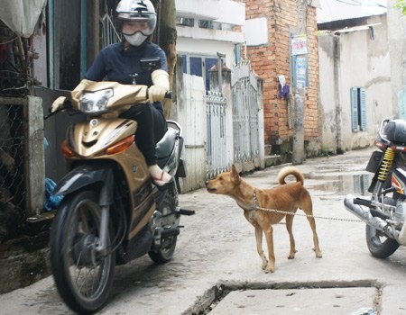 chó dại cắn,Chó cắn người,Chó dại