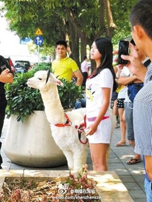 Chuyện lạ 4 phương,Chuyện lạ thế giới,Phi thường,Chuyện lạ có thật,Chuyện lạ khó tin