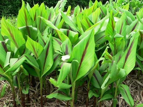 Nghệ Đen,Y học cổ truyền,Thuốc dân gian