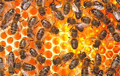 Mật ong,Tác dụng của mật ong,Mật ông chữa bệnh dạ dày