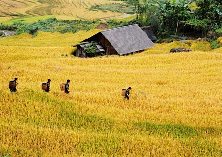 Du lịch Tây Bắc,Du lịch Mai Châu,Mộc Châu,Mù Căng Chải