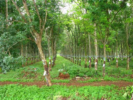 Chém cha,Nghịch tử giết cha,Con giết cha