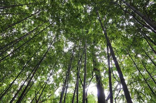 Tam Đảo, Du lịch Tam Đảo, Du lịch Vĩnh Phúc