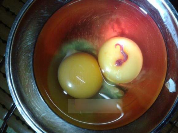 Trứng gà,phát hiện sinh vật lạ có trong trứng gà
