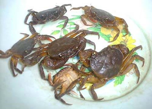 Sán lá phổi, Bệnh sán, Sán ăn phổi bệnh nhân