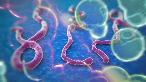 Dịch sốt,dịch sốt xuất huyết Ebola,dịch sốt Ebola tấn công như thế nào
