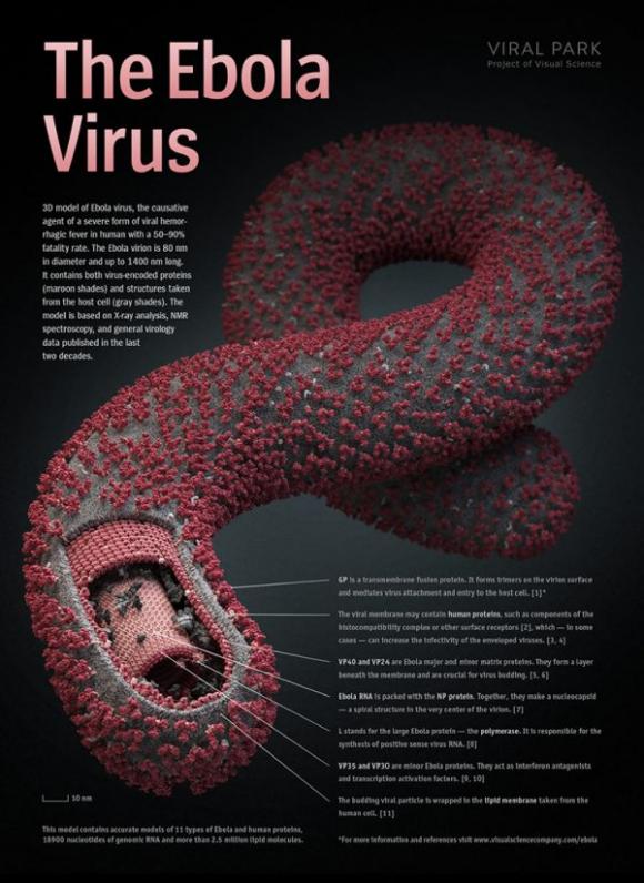 Bệnh Ebola,bệnh dịch Ebola,nguy cơ bệnh dịch tràn vào Việt Nam là rất lớn