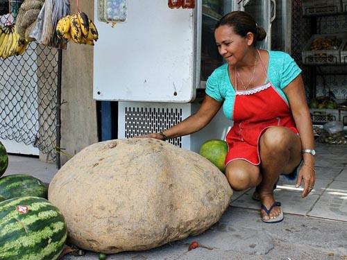 Củ khoai,củ khoai khổng lồ,củ khoai khổng lồ nặng 80kg
