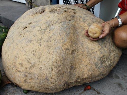 Củ khoai,củ khoai khổng lồ,củ khoai khổng lồ nặng 80kg