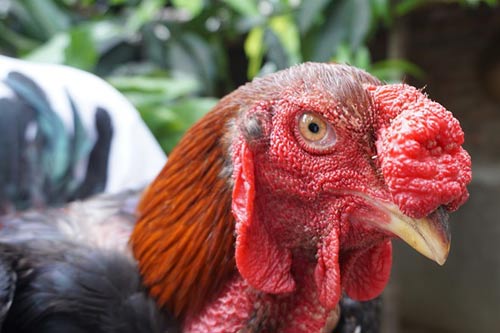 Con gà,gà tiến vua,3 triệu đồng/con gà tiến vua