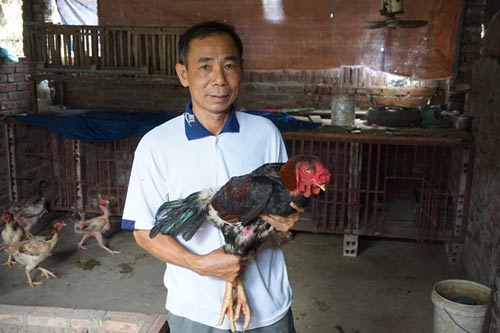 Con gà,gà tiến vua,3 triệu đồng/con gà tiến vua