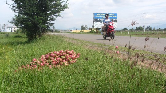 Thanh long,quả thanh long,thanh long rớt giá đổ đầy đường quốc lộ